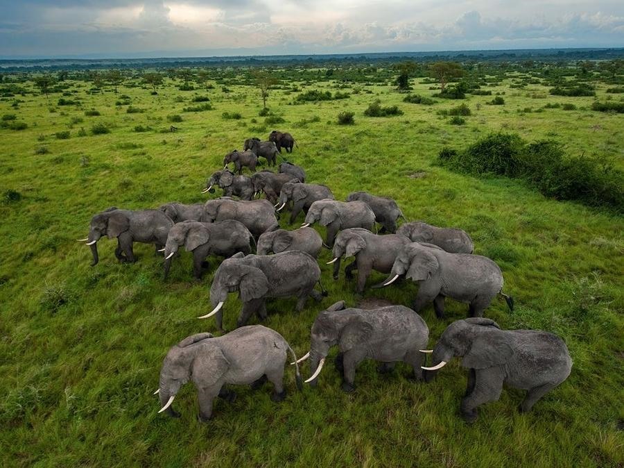 Afrika'nın vahşi hayvanları!
