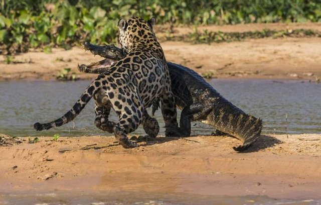 Jaguar Timsahı Böyle Avladı