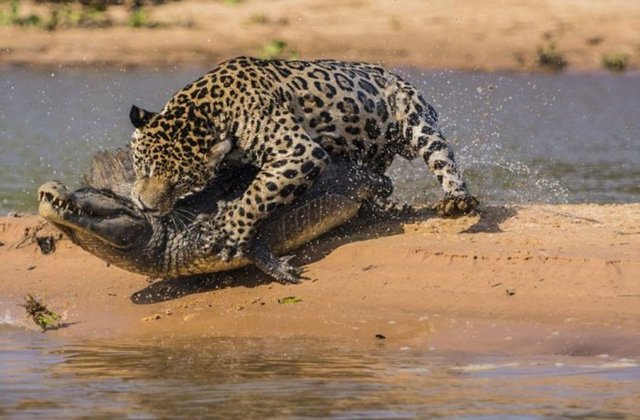 Jaguar Timsahı Böyle Avladı