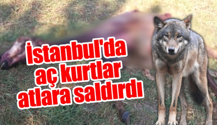 İstanbul'da aç kurtlar atlara saldırdı