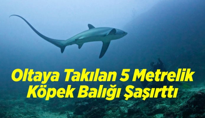 Oltaya Takılan 5 Metrelik Köpek Balığı Şaşırttı