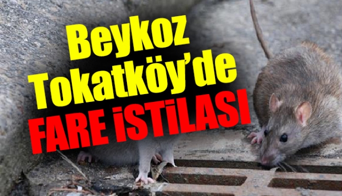 Beykoz Tokatköy’de fare istilası