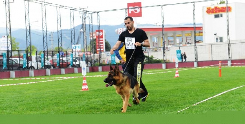 Alman çoban köpekleri sokak hayvanları için yarıştı