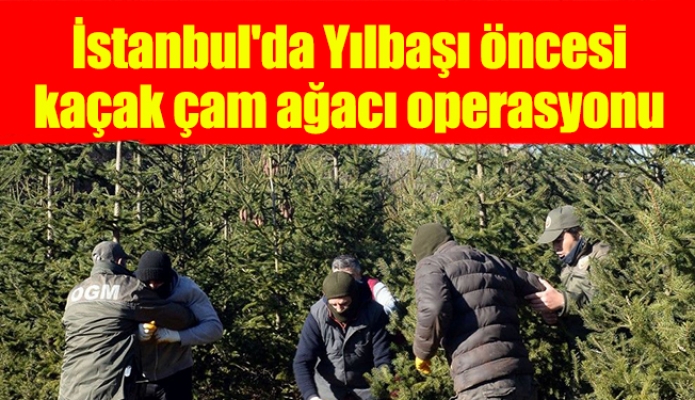 İstanbul'da Yılbaşı öncesi kaçak çam ağacı operasyonu