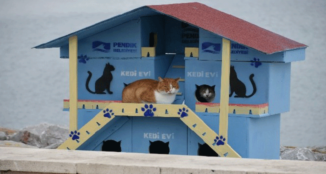 Pendik'te denize nazır kedi evleri