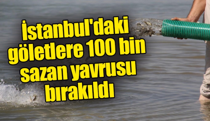 İstanbul'daki göletlere 100 bin sazan yavrusu bırakıldı