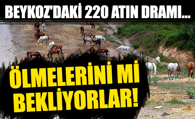 Beykoz'daki 220 atın dramı… Ölmelerini mi bekliyorlar!
