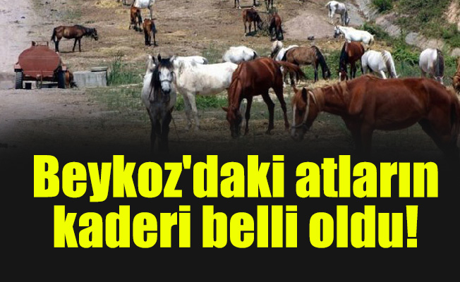 Beykoz'daki atların kaderi belli oldu!
