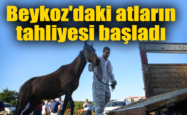 Beykoz'daki atların tahliyesi başladı