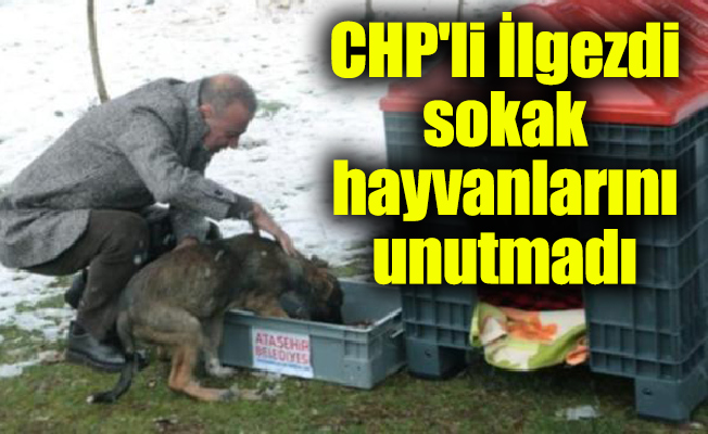CHP'li Battal İlgezdi sokak hayvanlarını unutmadı