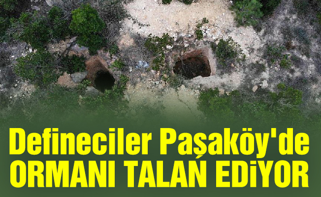 Defineciler Paşaköy'de ormanı talan ediyor