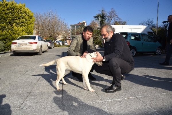 Kadıköy Belediyesi Depremzede Köpek Kartopu’na Kapılarını Açtı