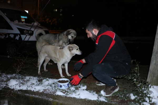 Kartal Belediyesi Soğuk Kış Günlerinde de Sokak Hayvanlarının Yanında