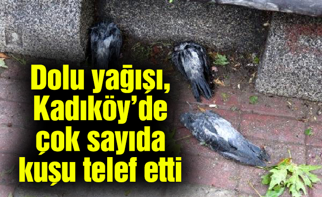 Dolu yağışı, Kadıköy’de çok sayıda kuşu telef etti