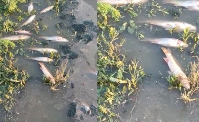 Ömerli Barajı’nda Balık Ölümleri Korkutuyor!