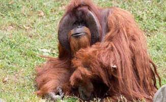 İşaret dili bilen orangutan hayatını kaybetti