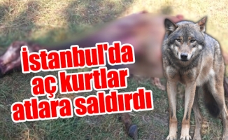 İstanbul'da aç kurtlar atlara saldırdı
