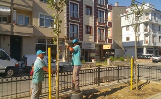 Ümraniye Belediyesi ağaçlandırma çalışmalarına devam ediyor