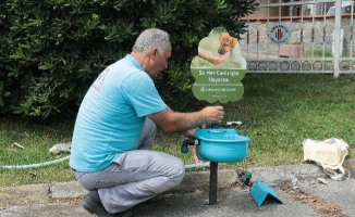 Ümraniye'de sokak hayvanları için pratik çözüm