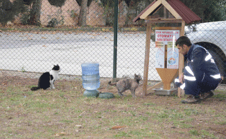 Tuzla Belediyesi, sokak hayvanlarının yemlik ve suluklarını yeniliyor