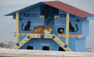 Pendik'te denize nazır kedi evleri