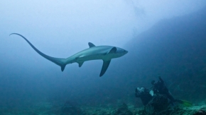 Antalya'da 5 Metrelik Köpek Balığı